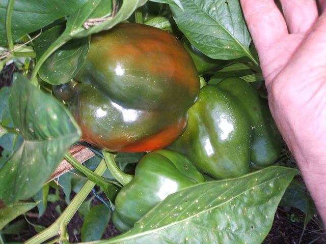 k-paprika.jpg