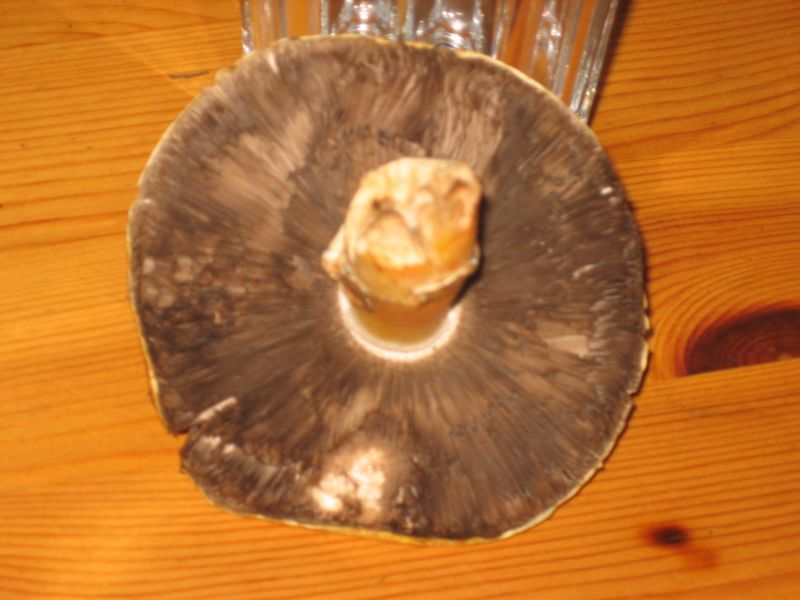 Pilz`welcher 001.jpg