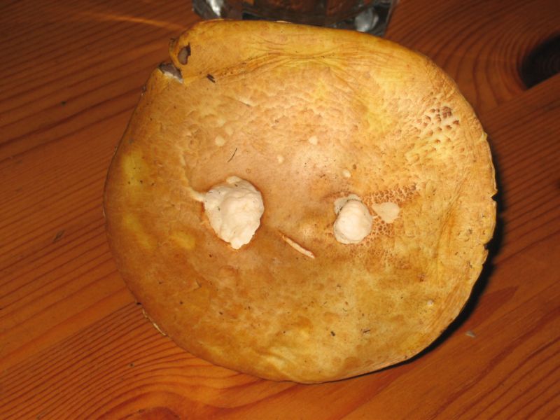 Pilz`welcher 002.jpg