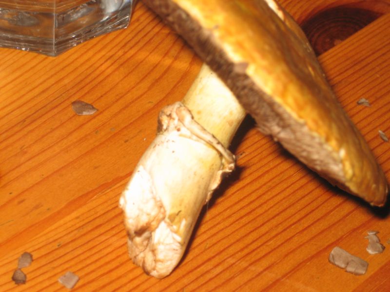 Pilz`welcher 003.jpg