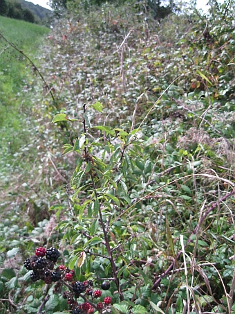 Brombeerhecke.jpg