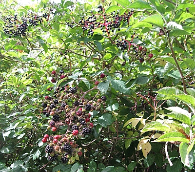 Brombeeren2.jpg