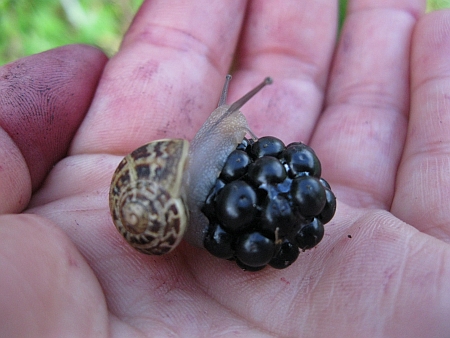 Schneckenbrombeere2.jpg