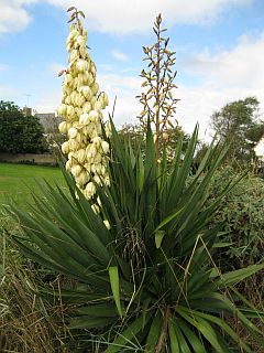 IleGrande_fleur.jpg