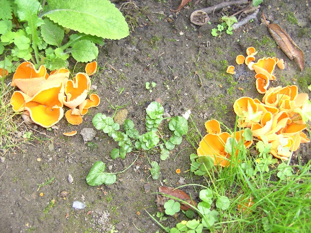 ov_gardennews2036.jpg