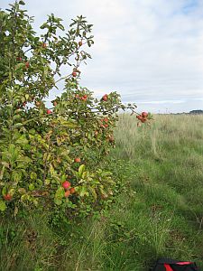 Wildern_Apfelbaum.jpg