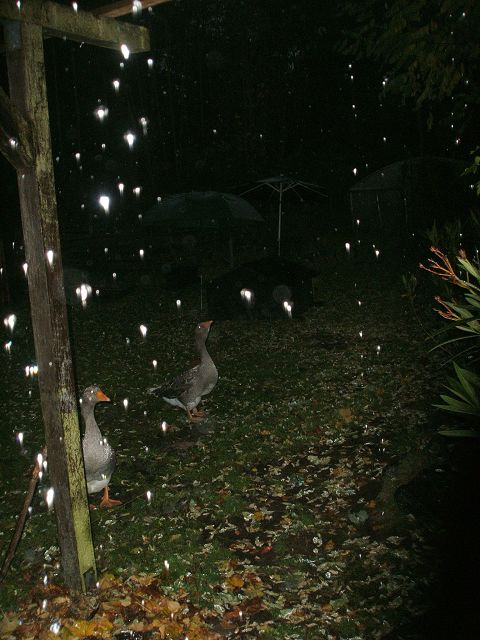 k-gänseimregen.jpg