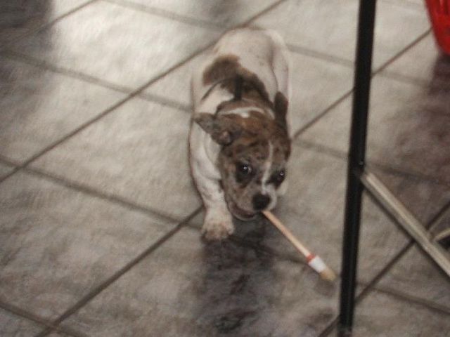 k-hund.JPG