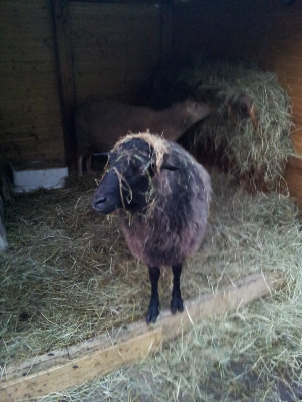 herr bock