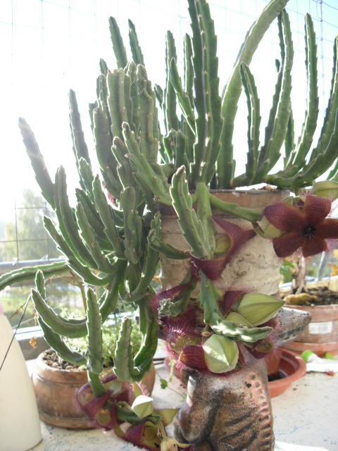 blumen 008.JPG