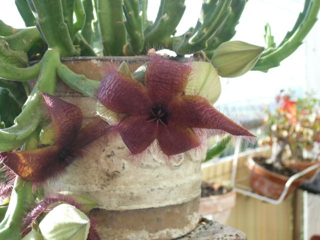 blumen 010.JPG