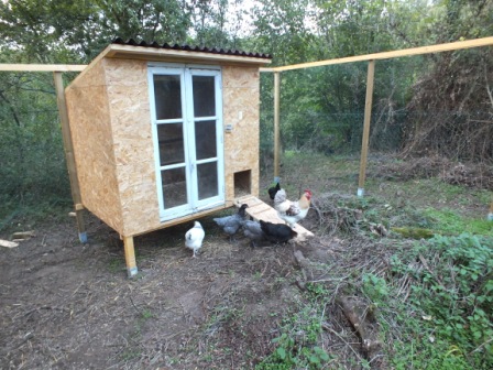poules 002.JPG