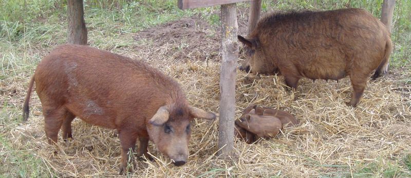 schwein.jpg