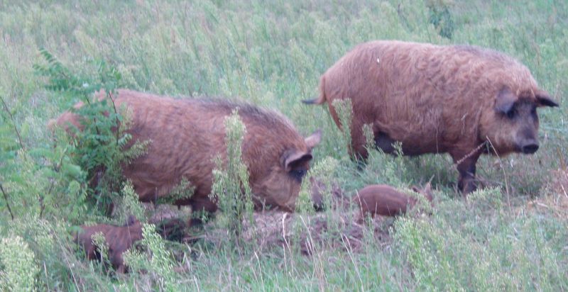 schwein2.jpg