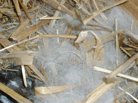 nest2.jpg