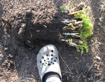 Gewürzfenchel ausgegraben.jpg