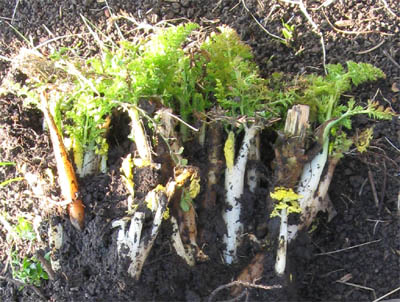 Gewürzfenchel Blätter - Ende März.jpg