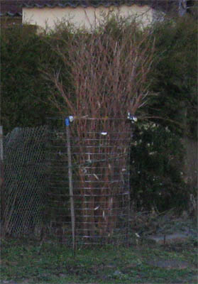 Gewürzfenchel - Ende 2010.jpg