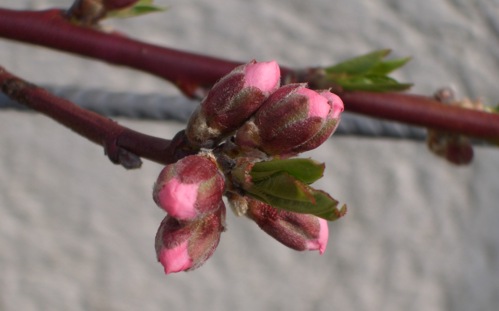 Pfirsich-fast-Blüte 28.März 2011