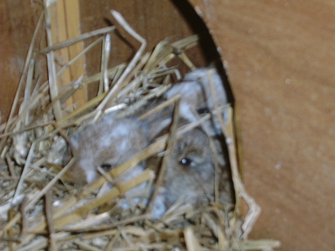 nest6.jpg