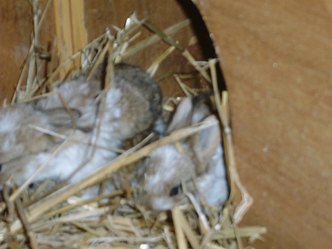 nest7.jpg