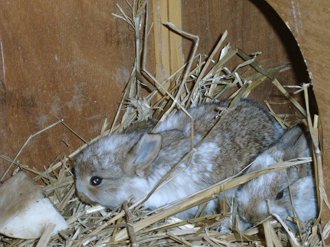 nest8.jpg