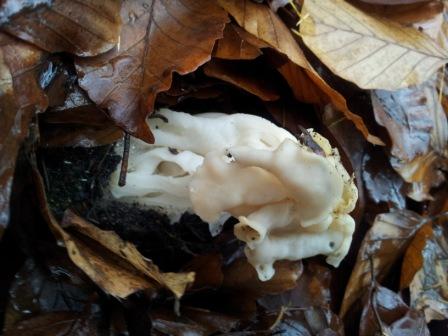 Pilz.jpg