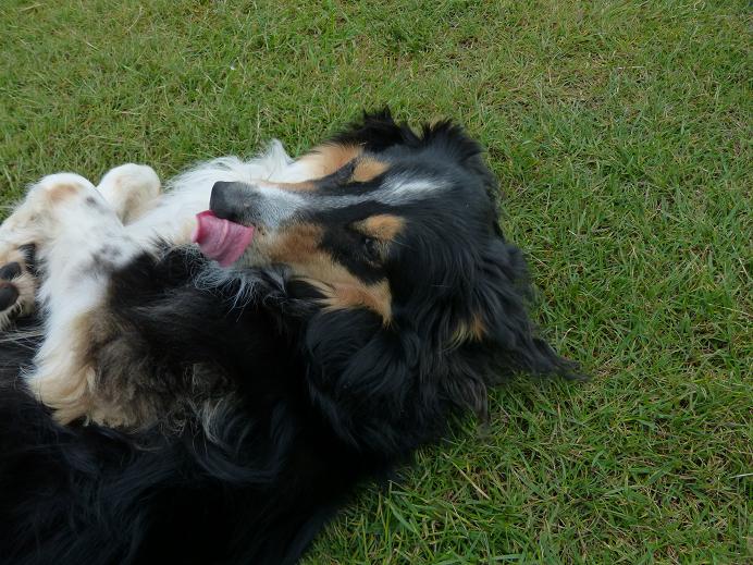 Das Hundi.jpg
