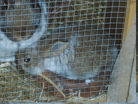 nest9.jpg