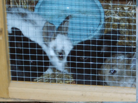 nest10.jpg