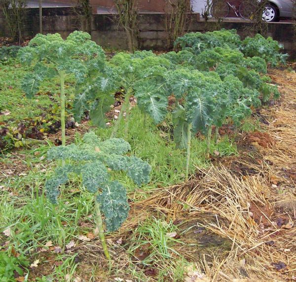 2013_12_07 Grünkohl.jpg