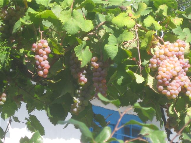 wein am eingang.jpg