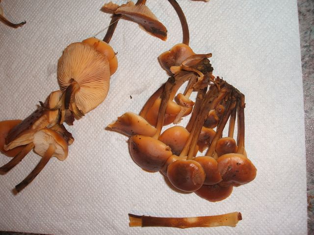 k-samtfussrübling1.jpg