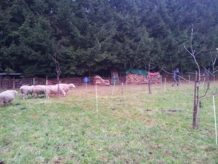 wir folgen dem schäfer überall hin!