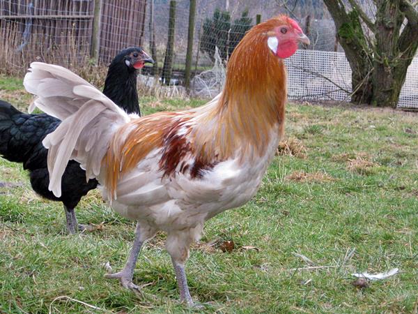 Nr.3 , sieht noch etwas lädiert aus vom Hundeangriff, ist im Moment der rangniederste