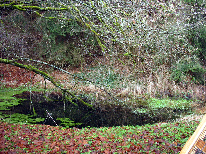 kleiner Teich hinterm Hühnerstall