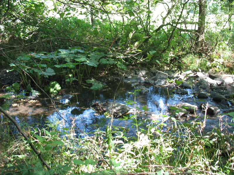 Bachlauf