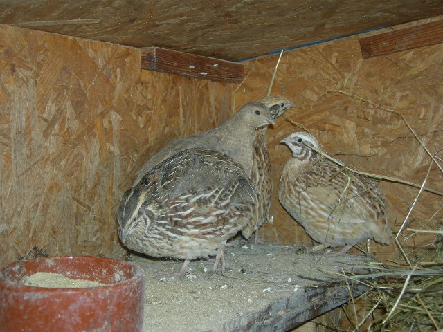026f.JPG