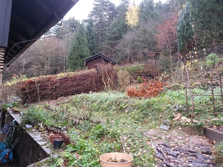 6 Herbst die Quecke wuchs am besten.jpg