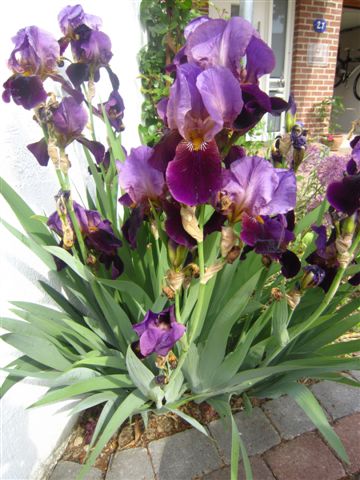 Schwertlilie Iris 1.JPG