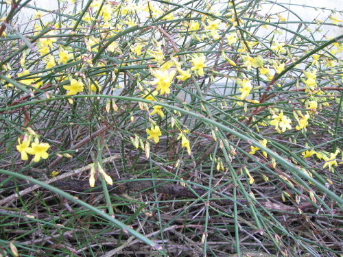 Forsythia.jpg