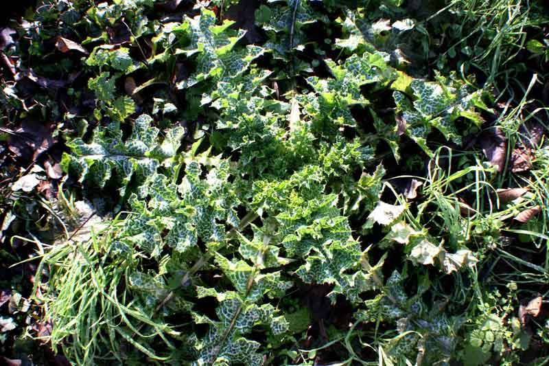 mariendistel.jpg