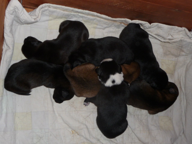 die 7 Hundebabys