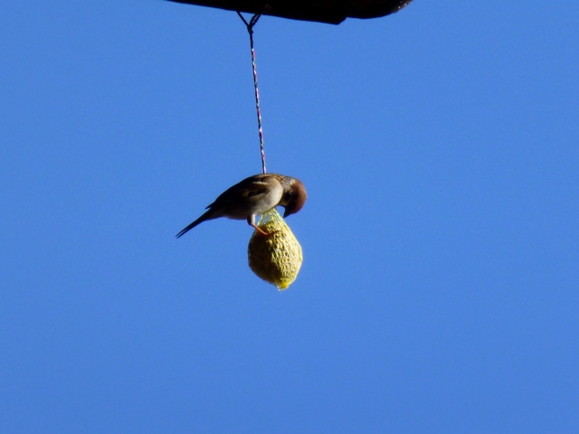 P1000062.jpg