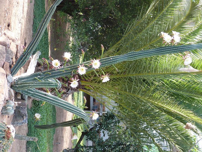 k-P1000155.JPG