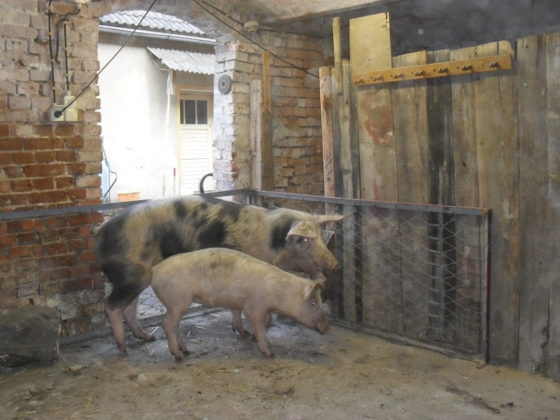 schweineumzug2_800.jpg