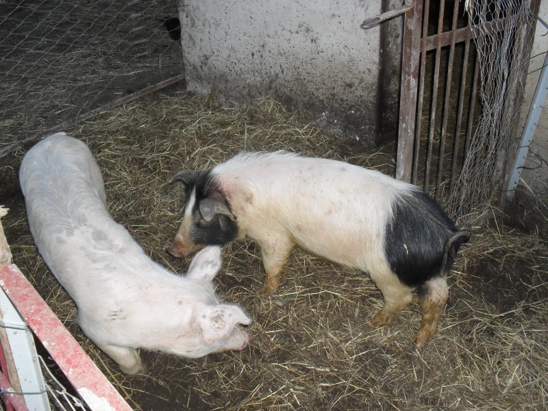 das neue schwein_800.jpg