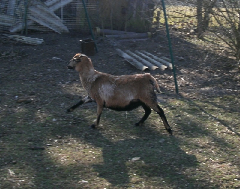 hochschwanger, aber: galopp, hopp hopp ;-)