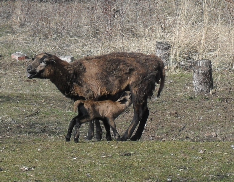 biestmilch