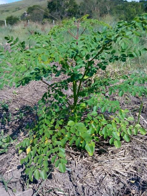 moringa1.jpg
